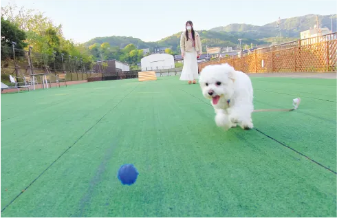 SKYわんにゃんマーケット