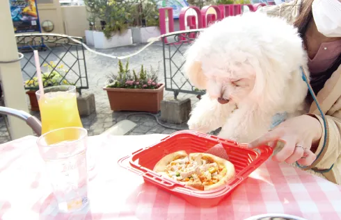 SKYわんにゃんマーケット