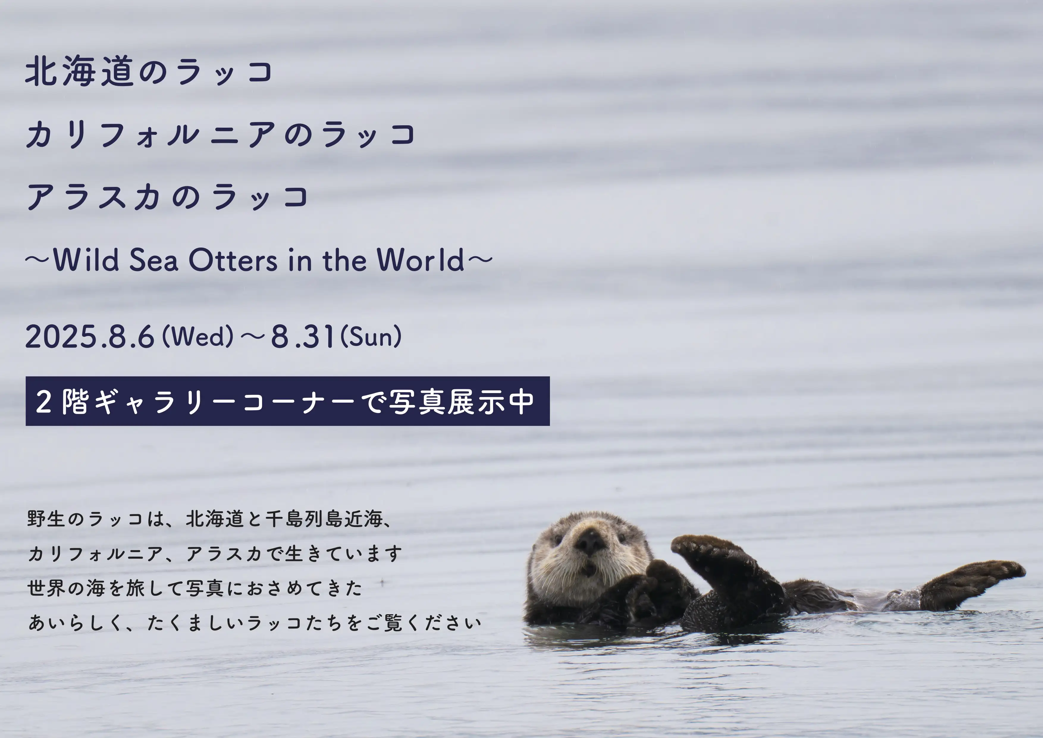 ラッコ