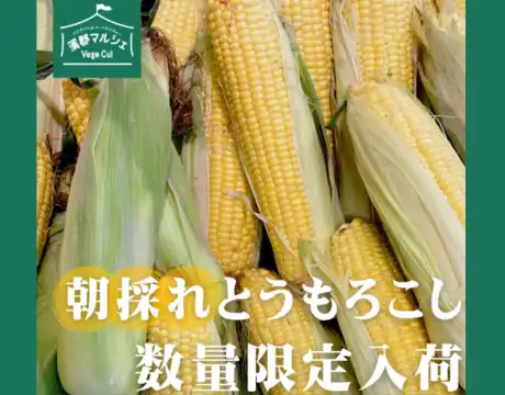 トウモロコシ