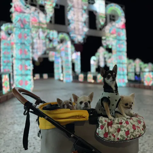 イルミネーション